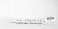 Colletotrichum gloeosporioides image